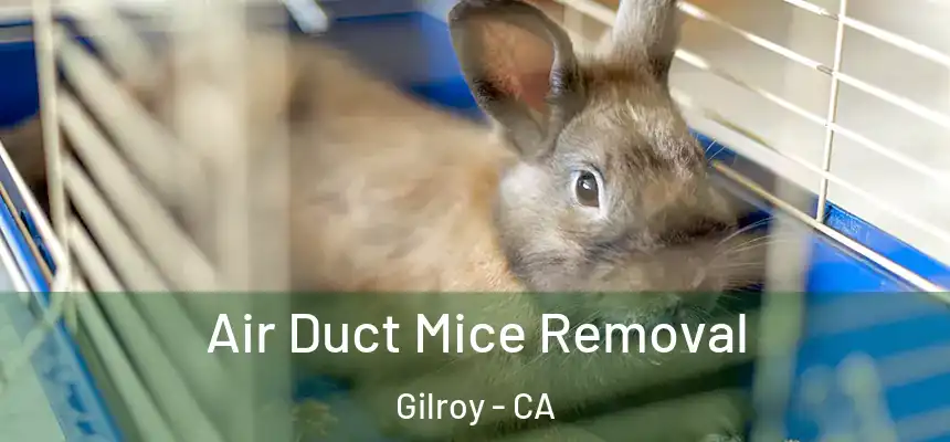  Air Duct Mice Removal Gilroy - CA